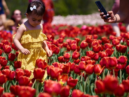 youngtulipfan___08130538073