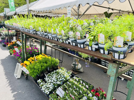 Spring Plant Market
