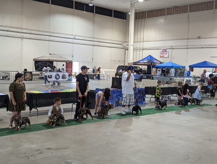 Annual Idaho Biggest Bully Dog Show