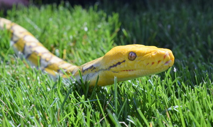 Exotic pet expo