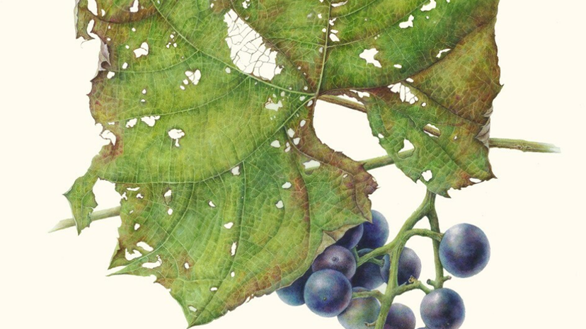 American Society of Botanical Artists & Katherine Alexander.png