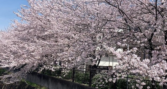 Cherry Blossom Tea Ceremony