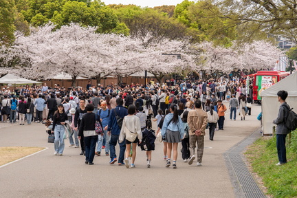 Fukuoka Castle Cherry Blossom Festival