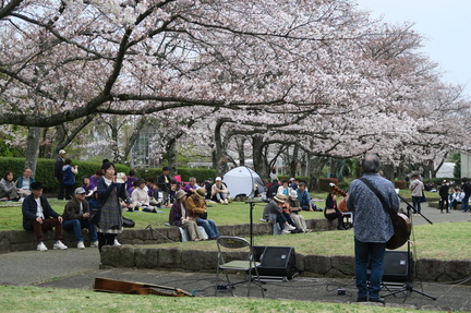 Sakura and Almond Blossom Festival 2025