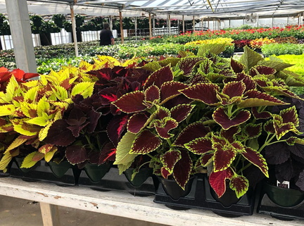 Paristown Garden Show