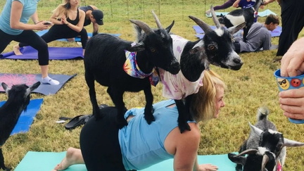 Goat Yoga