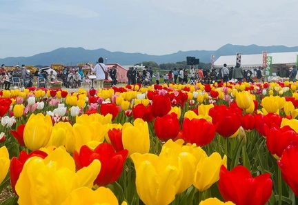 Nogata Tulip Fair 2025