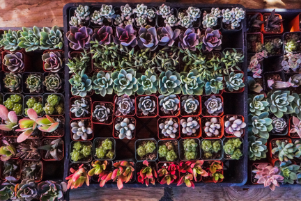 Spring Fling Sale &amp; Swap Meet