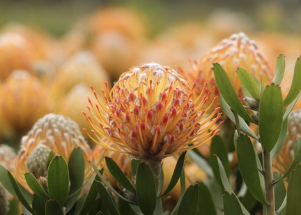 Maddingley Botanical Road Show