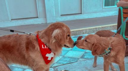 Yappy Hour