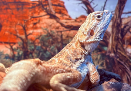 Meet &amp; Greet with Reptile Invasion
