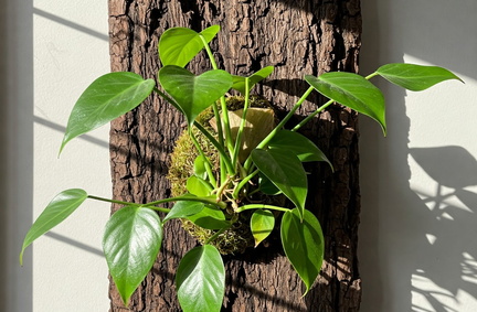 Mounted Houseplant Workshop