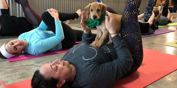 dog-yoga