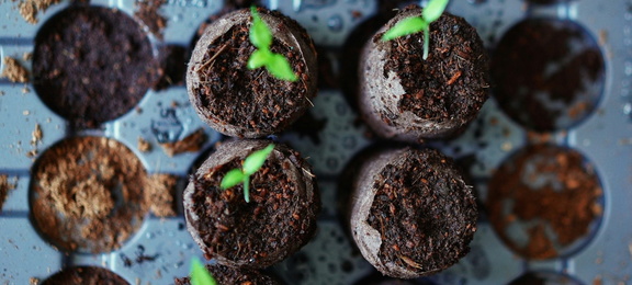 Garden Starts Workshop