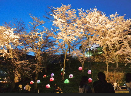 Cherry Blossoms and Light Evening