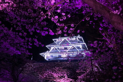 Fukuoka Castle Cherry Blossom Festival