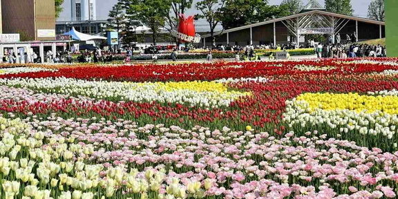 Our Tulip Festival