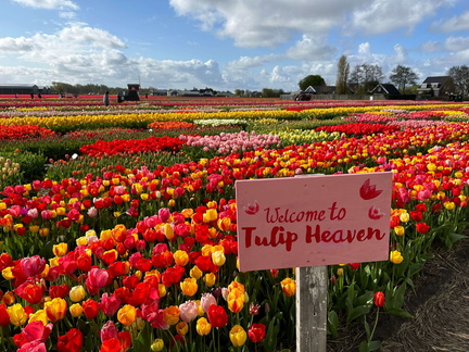 Tulip Festival