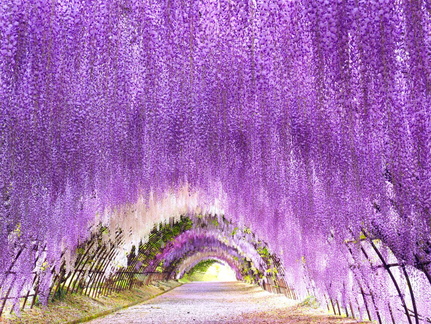 Fukuoka Flower Festival