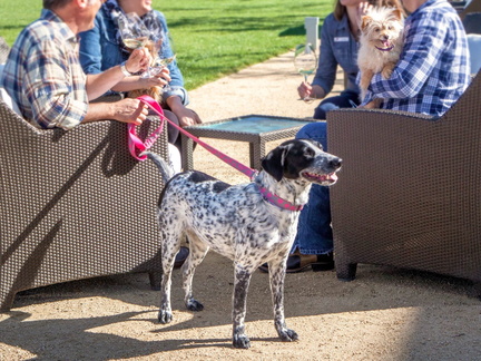 Image-for-Pawsport