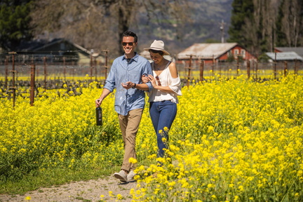 mustard_field_in_Napa_Valley_ceaee790-1e3f-4736-a74e-57423d4838f8