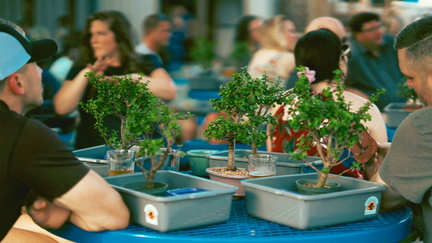 Bonsai &amp; Brews