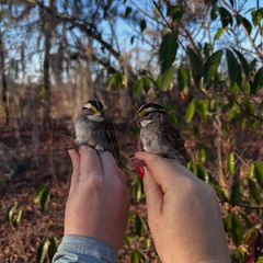 Bird Bonanza