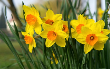 daffodils_40029_2560x1600_7db5fa8b-4396-4b2c-a0b8-72765d424e95