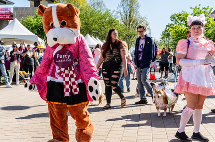 Nashville Cherry Blossom Festival
