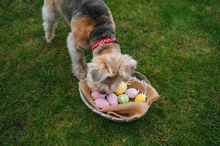 easter dog