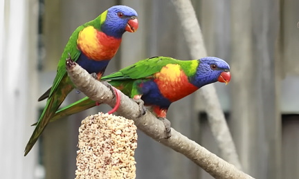 Exotic Bird Show
