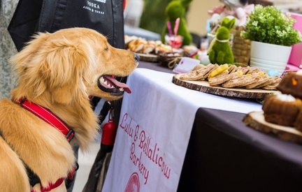 Annual Paws Patio Food Fest