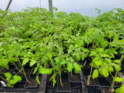Spring Plant Sale