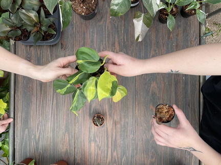 April Plant Swap