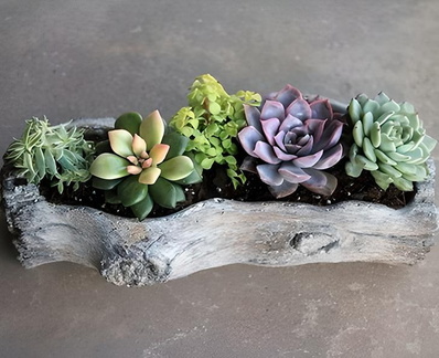 Springtime Succulent Log-fotor-20250322212428.v1