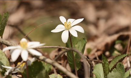 Spring Ephemerals