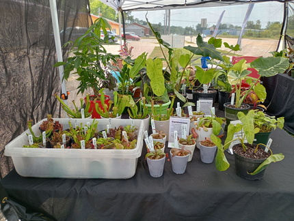 The Plant Van Pop Up Shop