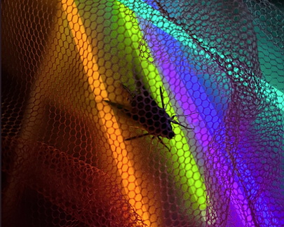 https:%2F%2Fcdn.evbuc.com%2Fimages%2F983332213%2F1889729049293%2F1%2Foriginal.20250313-211121