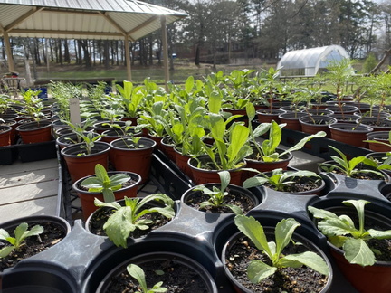 OFCG Annual Plant Sale