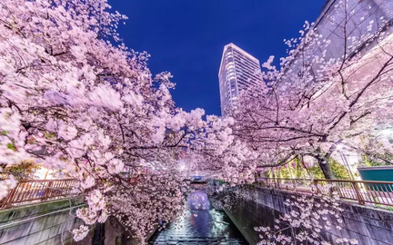 Spring Cherry Blossoms and Gourmet Festival