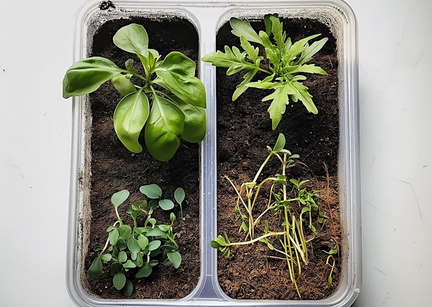 The Green Crow- Propagation Workshop