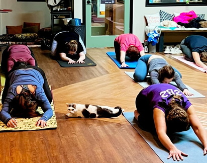 Yoga with Cats.v1