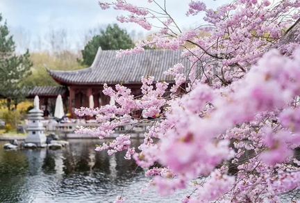 Sakura – Die japanische Kirschblüte