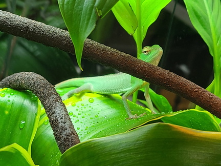 All American Reptile &amp; Plant Expo