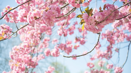 Vancouver-Cherry-Blossom-Festival