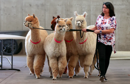Michigan Alpaca Fest