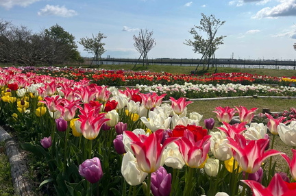 Tulip Picking Experience