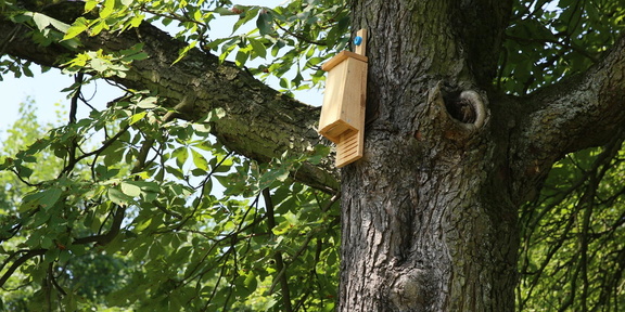 WA Tree Festival Bat box building