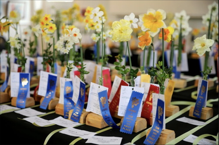 Daffodil-Show-2024-for-web-AllanMilloraPhotography123-740x493