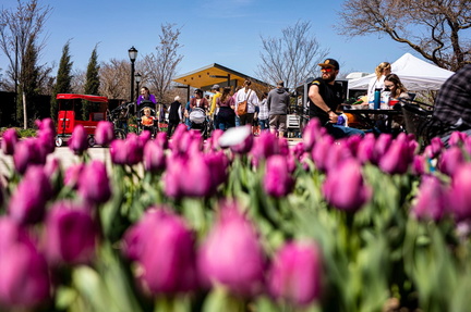 Tulip Festival .